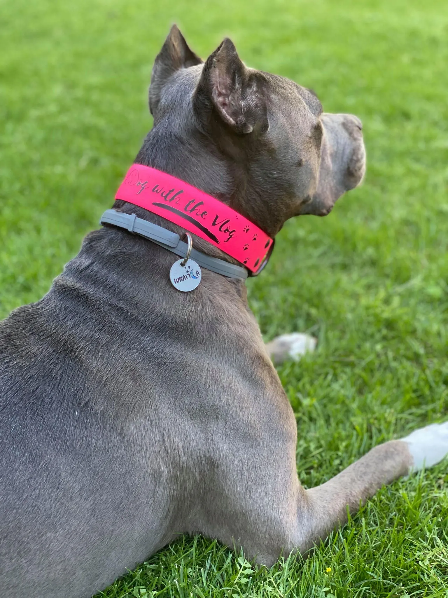 Big Dog Bio Collar