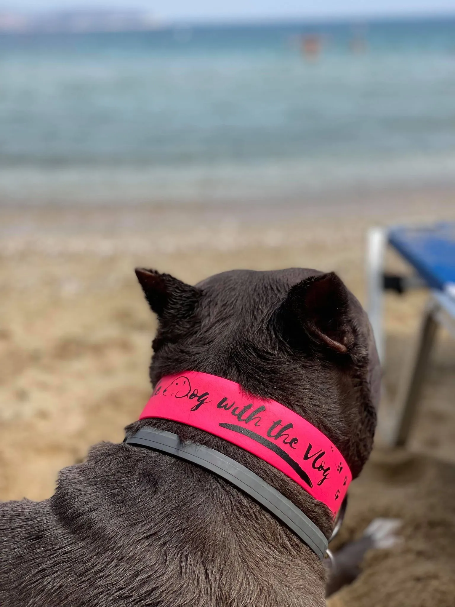 Big Dog Bio Collar