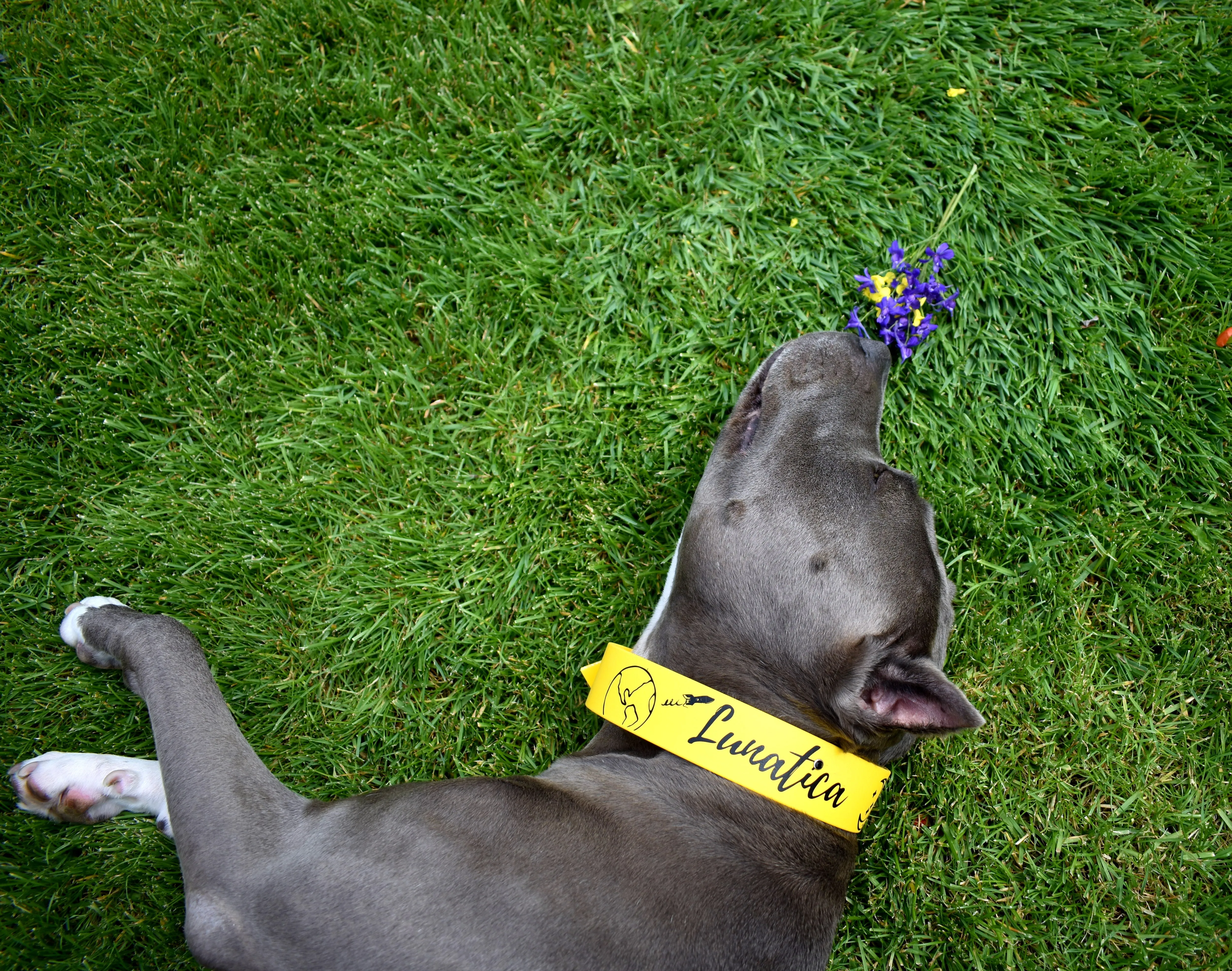 Big Dog Bio Collar