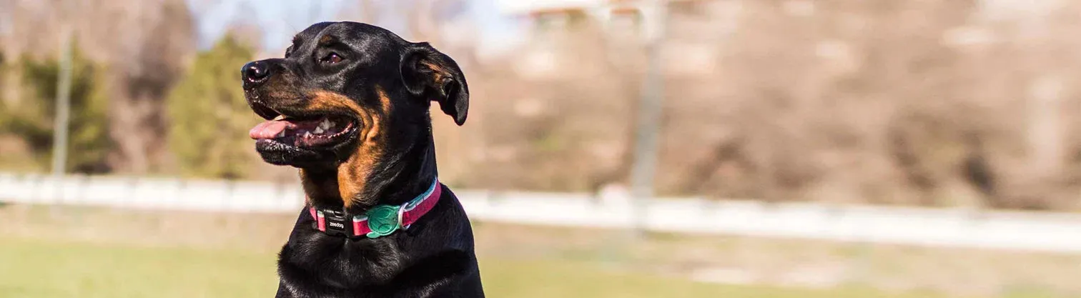COLLAR - LOLA
