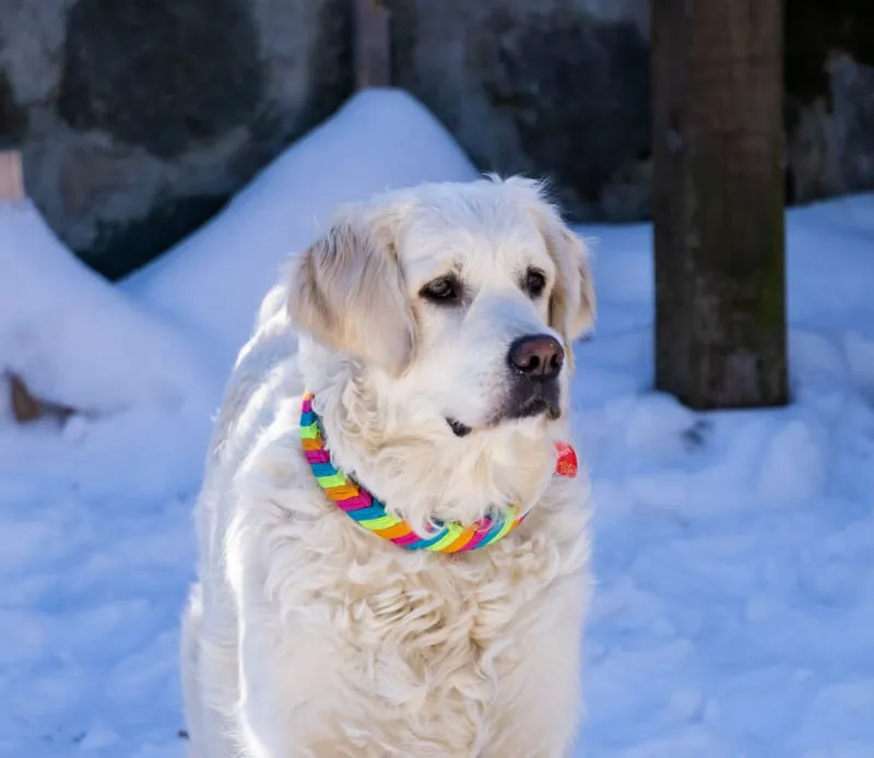 Primavera braid Dog collar